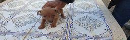Pequeño Lebrel Italiano perros en venta: Galgo Enano Italiano en Murcia - Anuncio 3