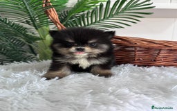 Pomerania perros en venta: POMERANIA HEMBRA - Imagen 13