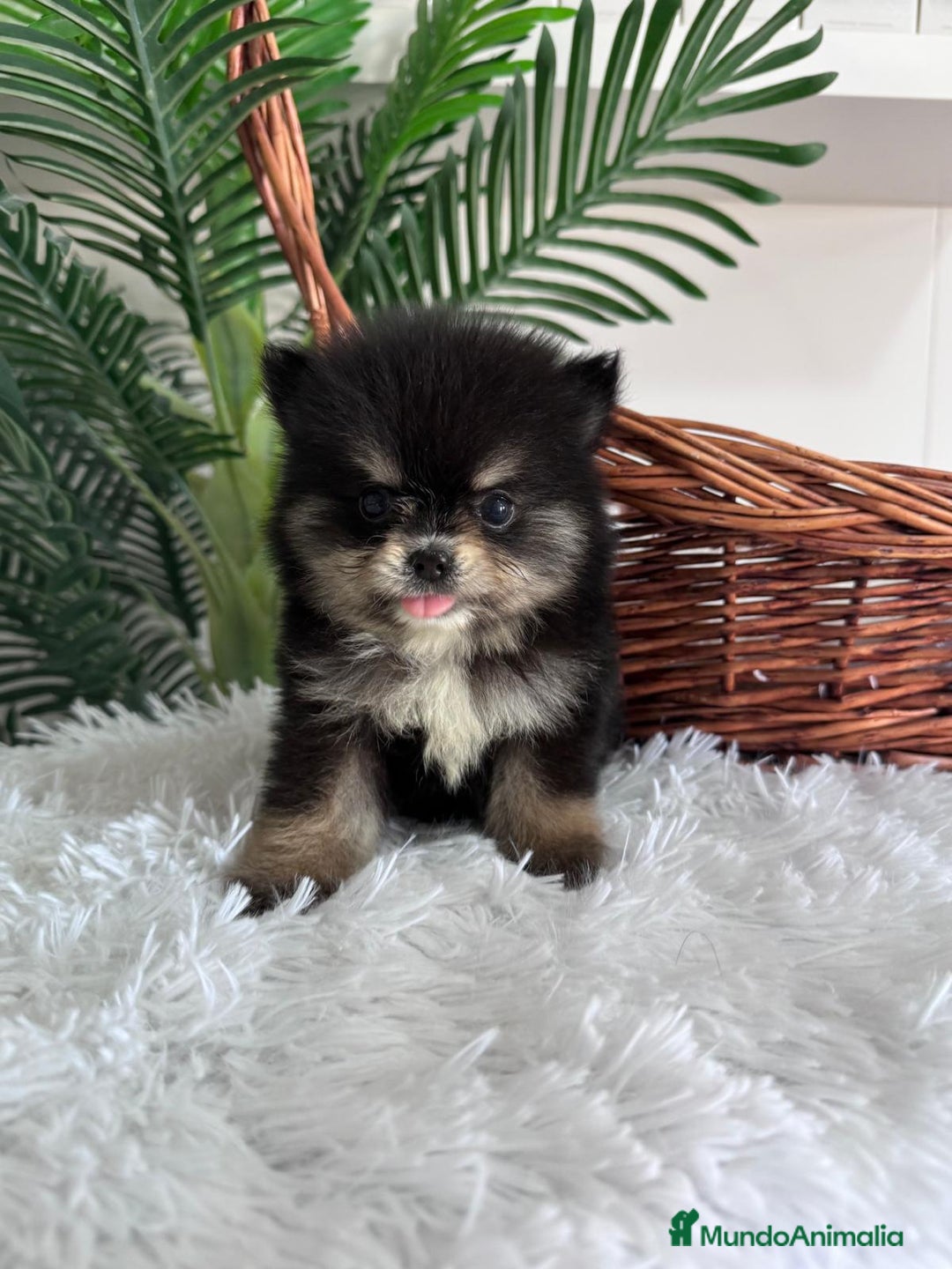 Pomerania perros en venta: POMERANIA HEMBRA - Imagen 13