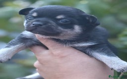 Chihuahua perros en venta: Cachorros Chihuahua toy cabeza manzana - Imagen 8
