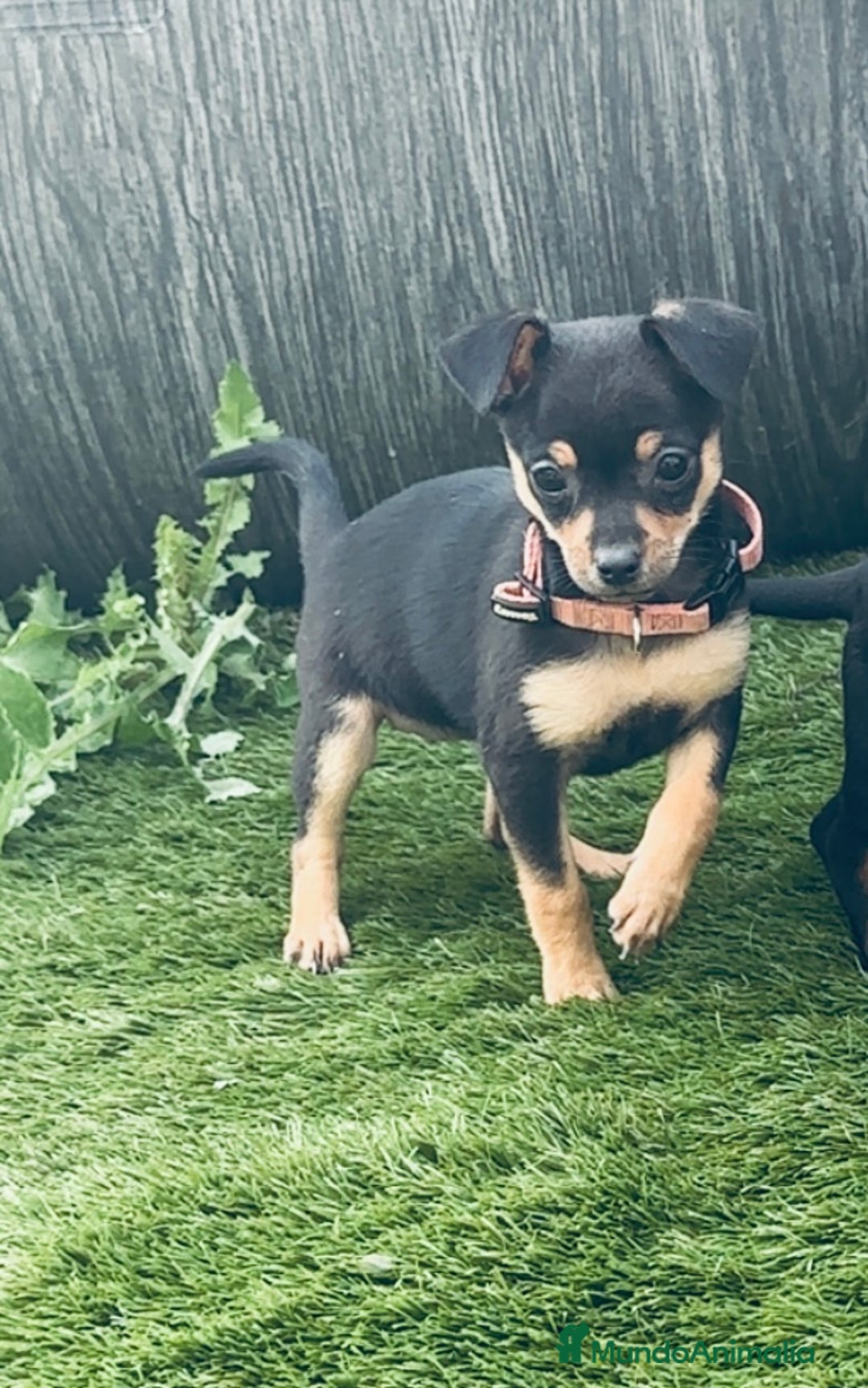 Chihuahua perros en venta: Ultima hembra chihuahua - Imagen 2