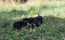 Dogo Alemán perros en venta: Dogo alemán/ gran danés  - Imagen 5