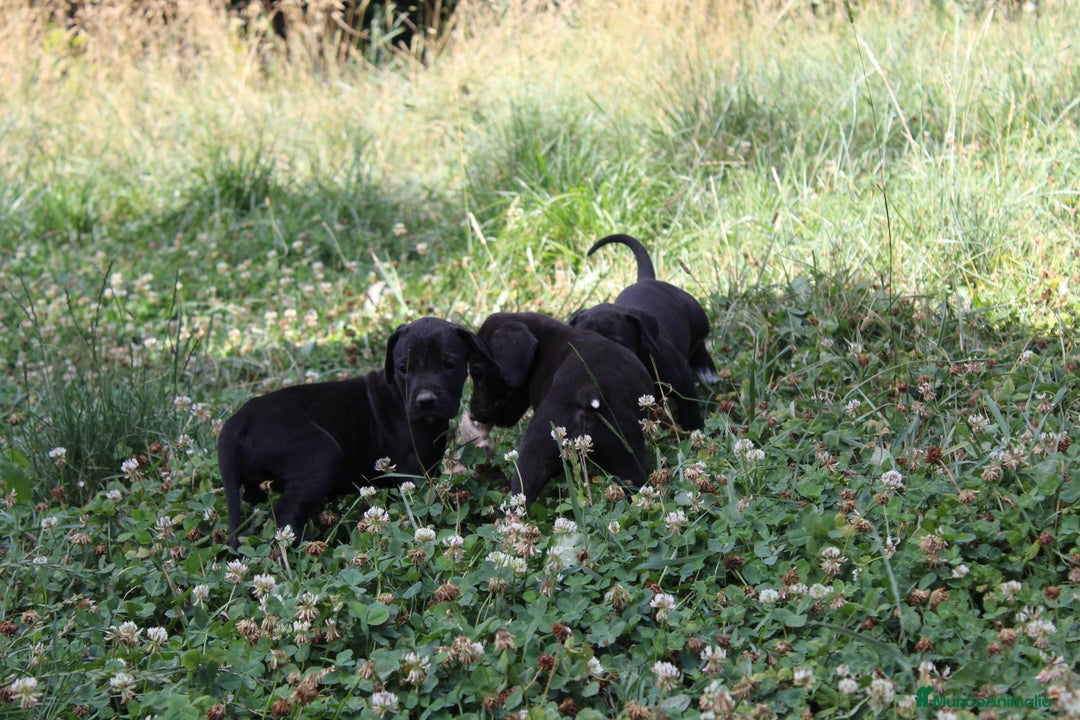 Dogo Alemán perros en venta: Dogo alemán/ gran danés  - Imagen 5