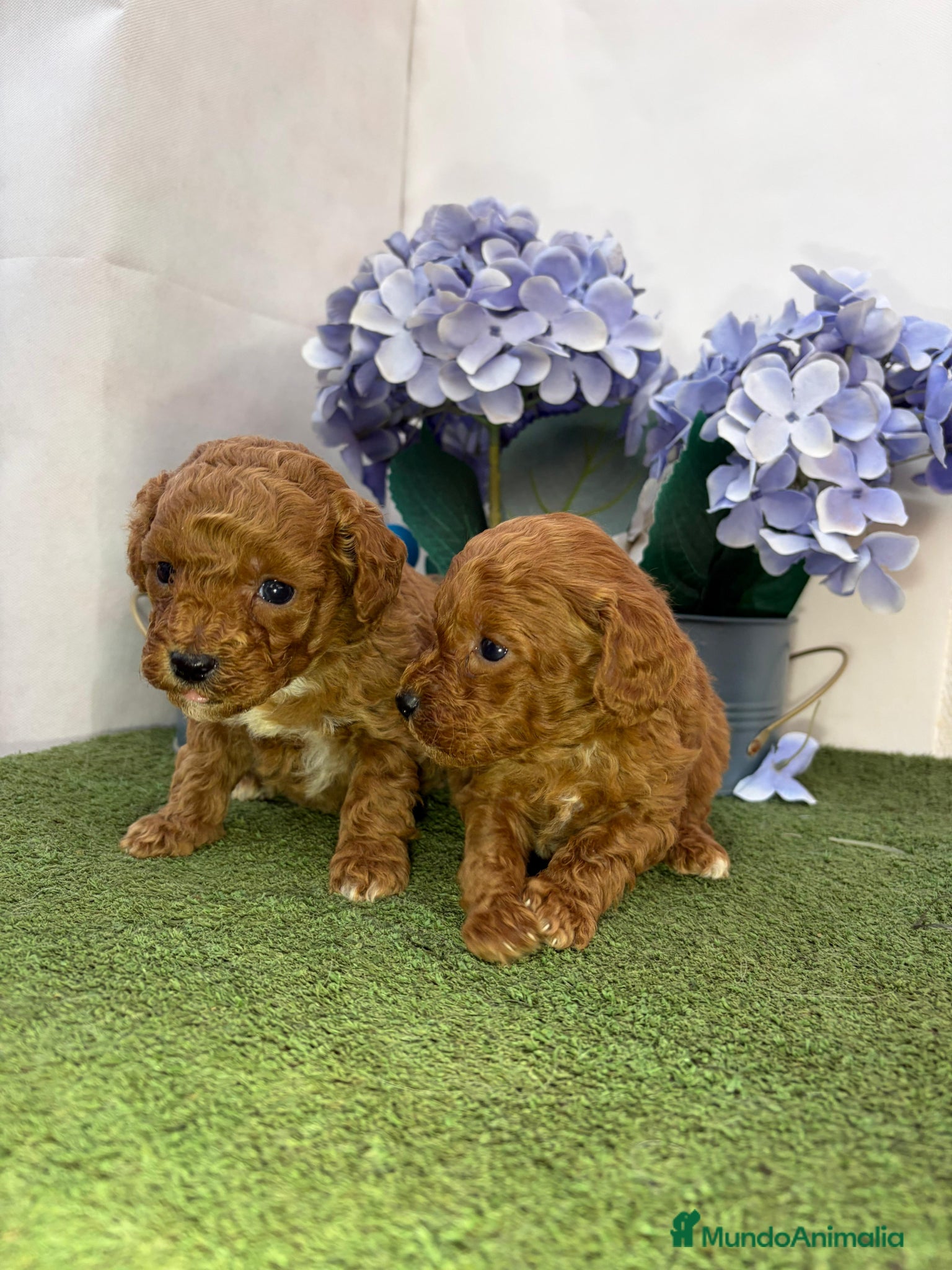 Caniche Enano perros Caniche - Anuncio 1