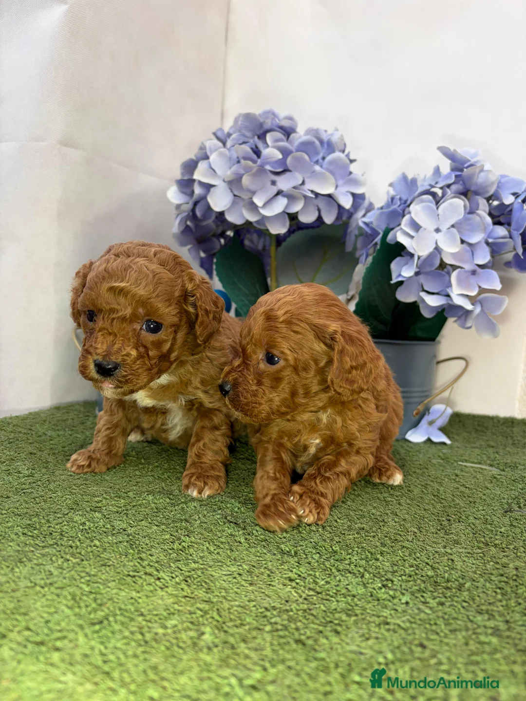 Caniche Enano perros en venta: Caniche - Anuncio 1