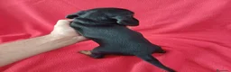 Teckel Miniatura perros en venta: Teckel Mini Negro y Fuego  - Anuncio 3