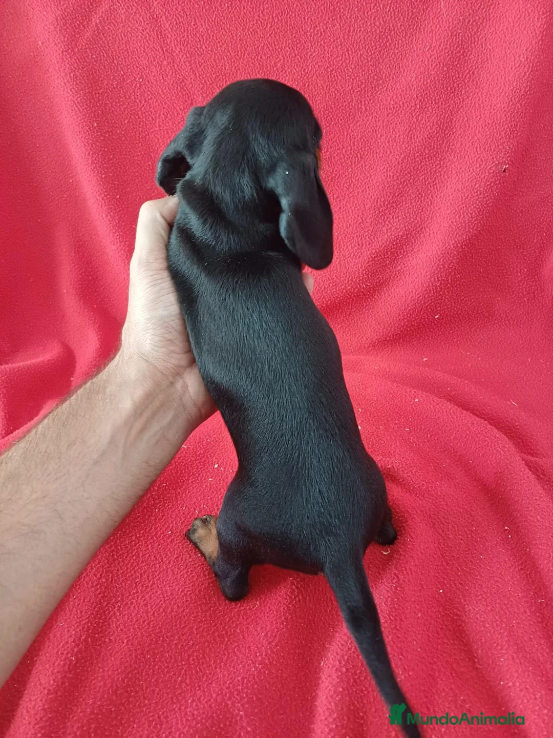 Teckel Miniatura perros en venta: Teckel Mini Negro y Fuego  - Anuncio 3