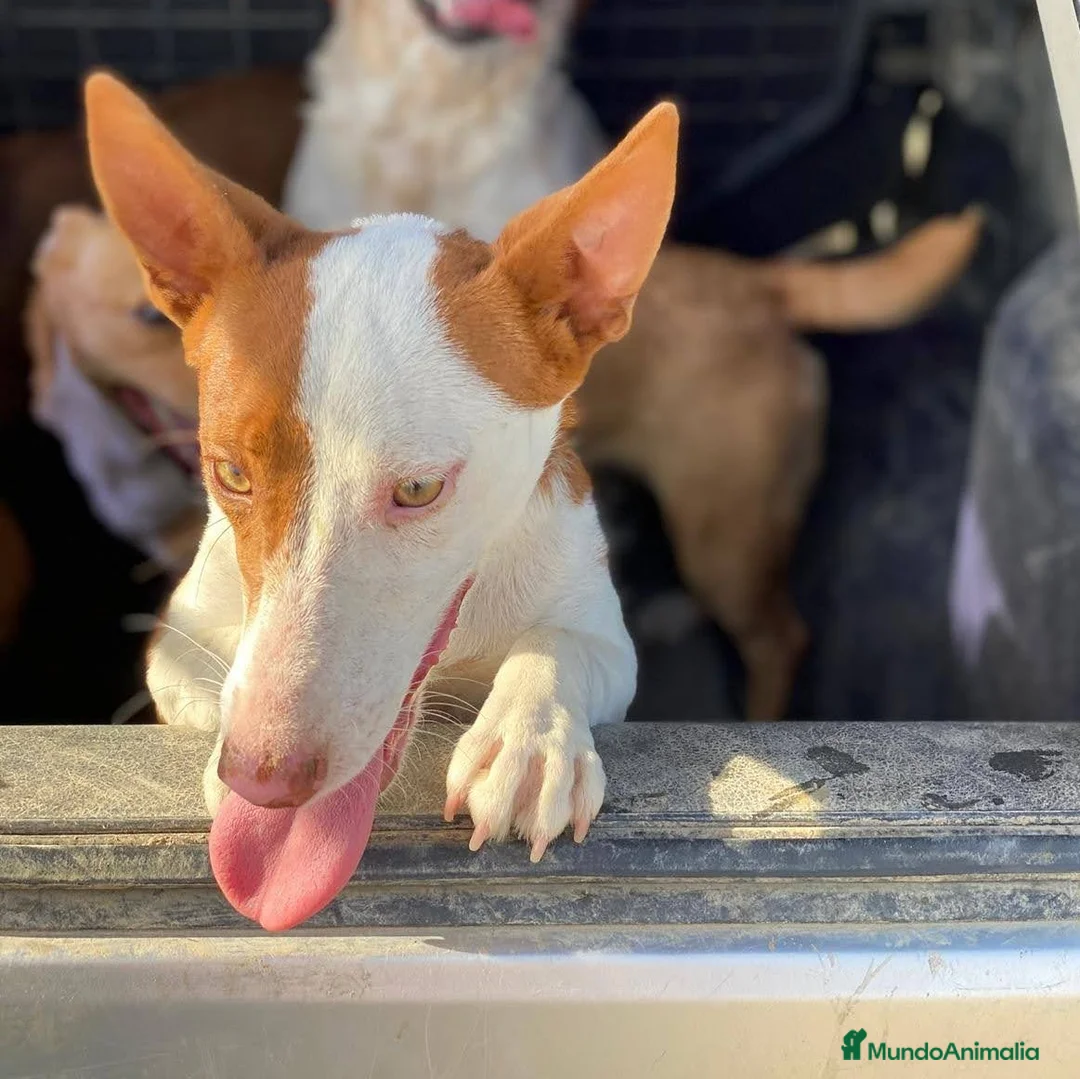 Podenco Andaluz perros en venta: Podenco maneto en Salamanca - Anuncio 3