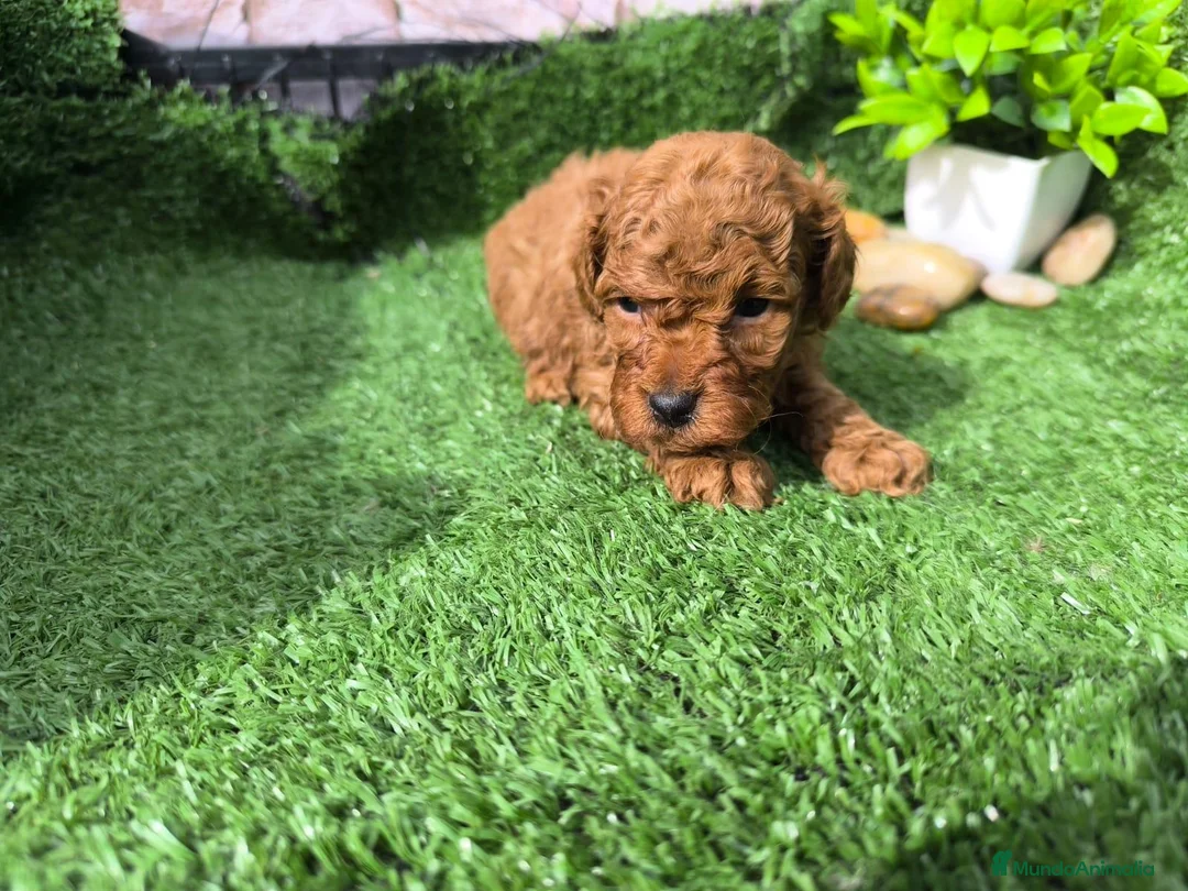 Caniche Toy perros en venta: Caniche mini   en Granada - Anuncio 3