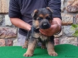 Pastor Alemán perros Pastores alemanes de CARMARGUT - Anuncio 2