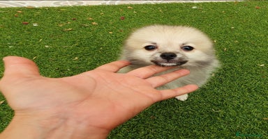 Pomerania perros - Anuncio 1