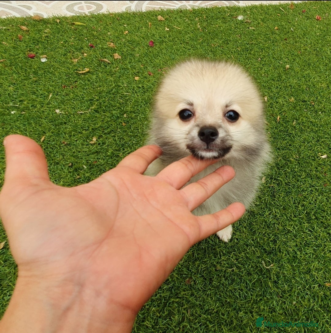 Pomerania perros en venta: Pomerania Cachorros Mini - Imagen 3