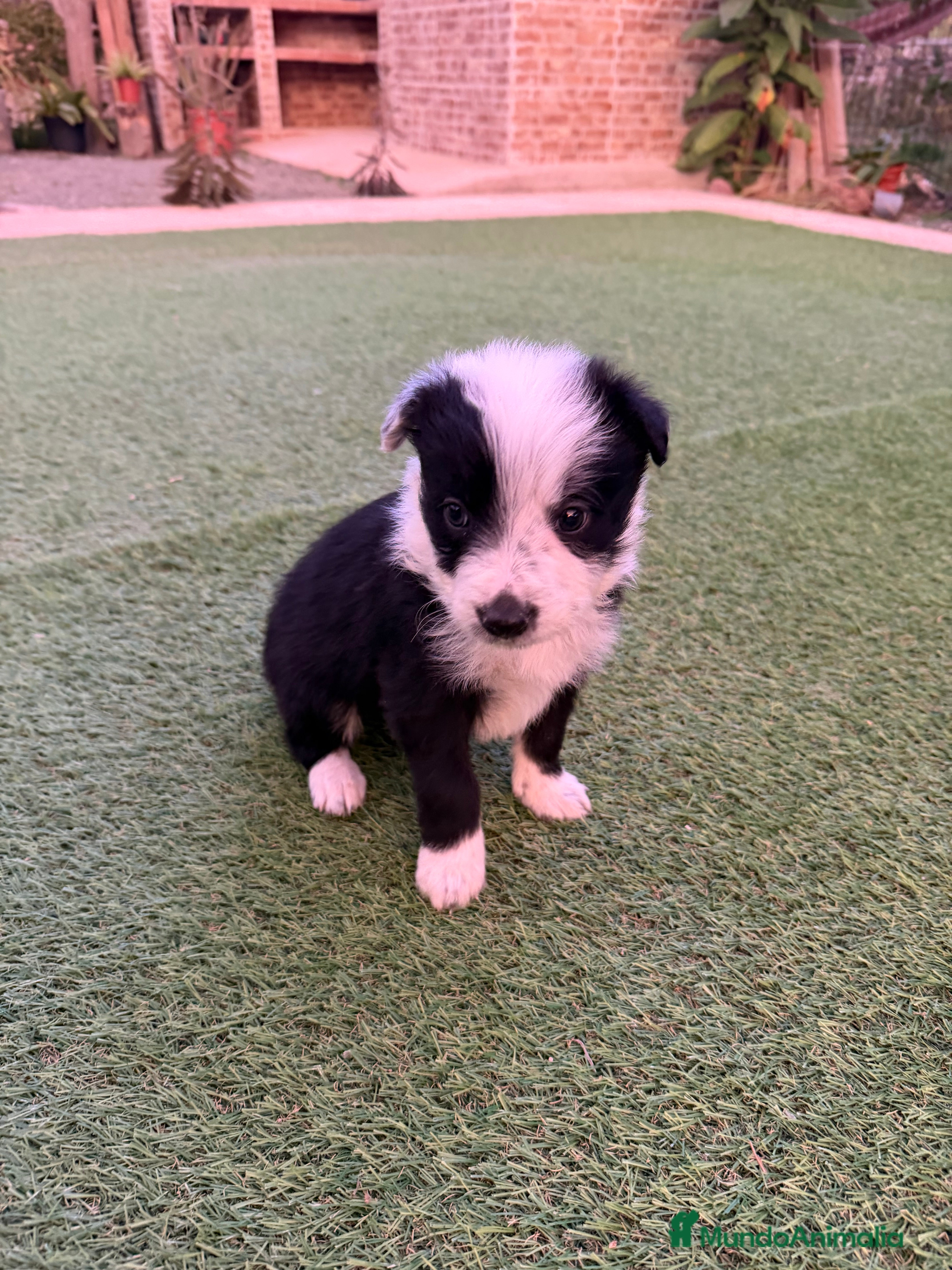 Border Collie perros Border collie - Anuncio 2