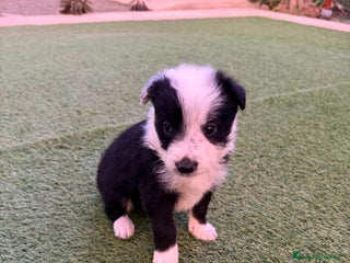 Border Collie perros Border collie - Anuncio 19