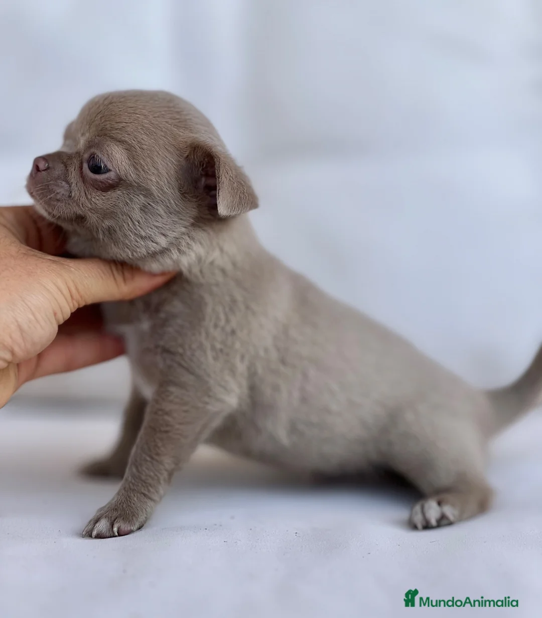 Chihuahua perros en venta: PRECIOSO MACHITO LILAC PELO CORTO - Anuncio 2