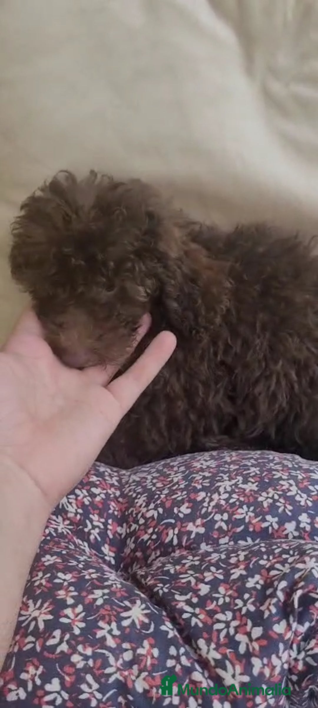 Caniche Toy perros en venta: CANICHES MACHOS CALIDAD Y SELECCIÓN  - Imagen 1