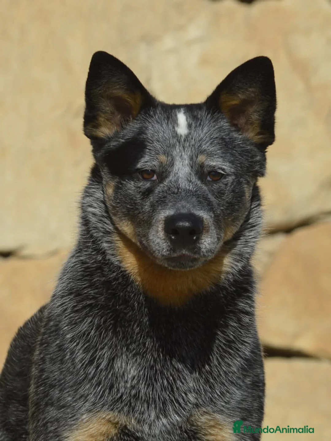 Boyero de Australia perros en venta: Bruno en adopcion - Anuncio 1