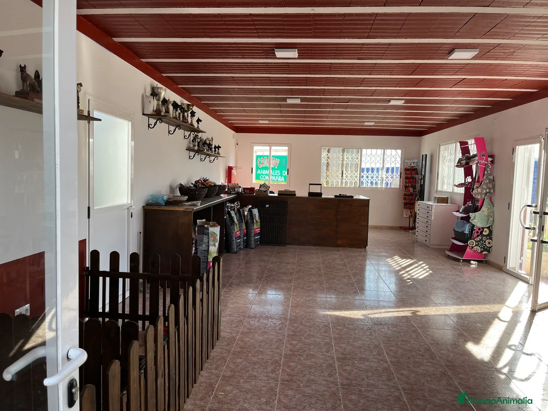 Pinscher Alemán perros en venta: Benidorm Todos los servicios para tu mascota  en Alicante - Anuncio 24