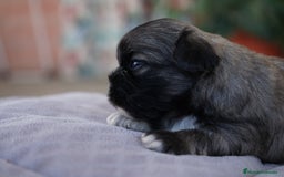 Maltipoo perros en venta: 🌸 Lotus, Maxi y Bone – en sus primeros días🐾 - Imagen 6