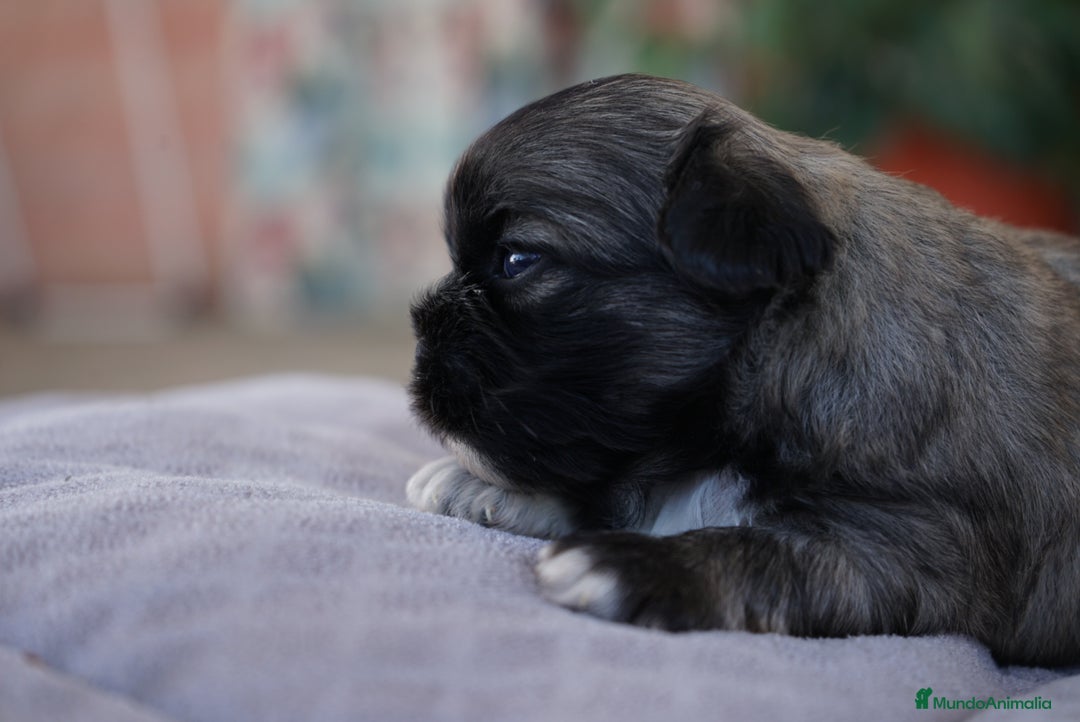 Maltipoo perros en venta: 🌸 Lotus, Maxi y Bone – en sus primeros días🐾 - Imagen 6