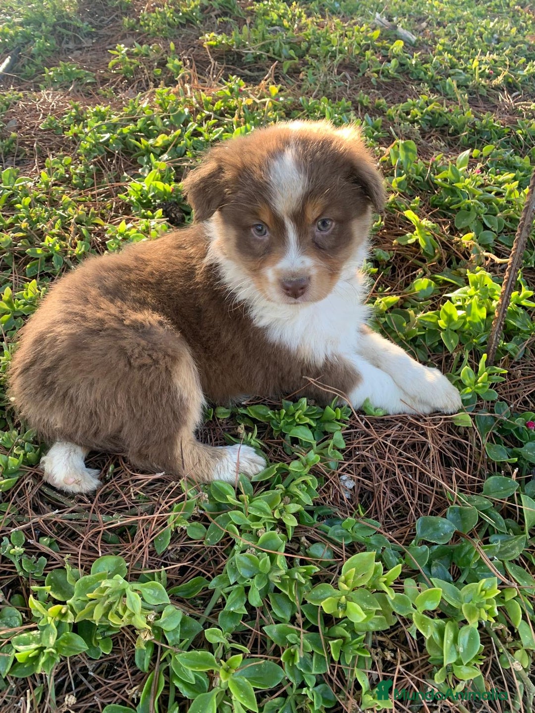 Pastor Australiano perros en venta: Cachorro PASTOR AUSTRALIANO  - Anuncio 12