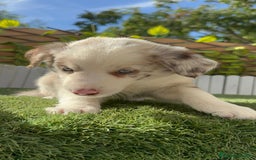 Border Collie perros en venta: BORDER COLLIE HEMBRA RED MERLE - Imagen 7