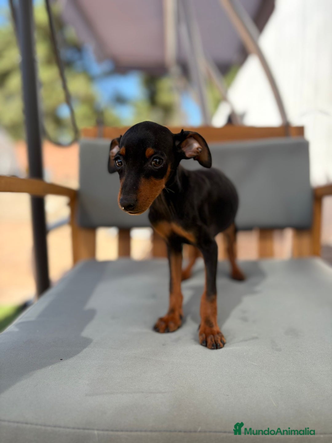 Pinscher Miniatura perros en venta: Mini-pinscher hembra  - Imagen 5