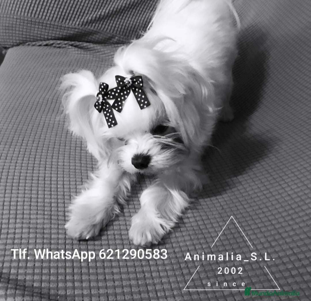 Bichón Maltés perros Bichón maltés toy  - Anuncio 6