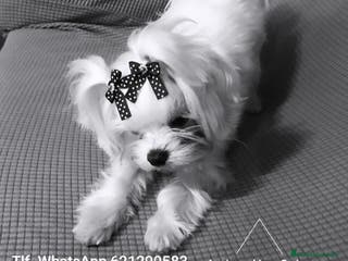 Bichón Maltés perros Bichón maltés toy - Anuncio 17