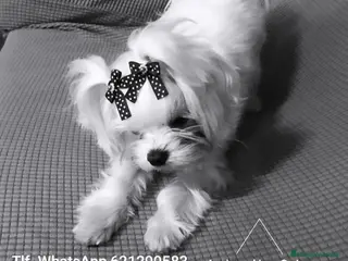 Bichón Maltés perros Bichón maltés toy - Anuncio 34