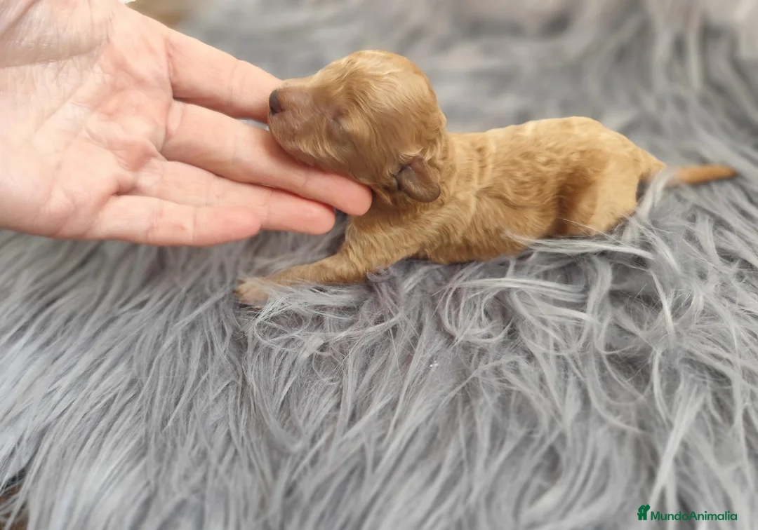 Caniche Toy perros en venta: Caniche toy  - Anuncio 2