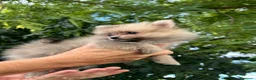 Pomerania perros en venta: Lulú Pomerania precio real - Anuncio 4