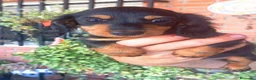 Teckel perros en venta: Teckel pelo largo  - Anuncio 3