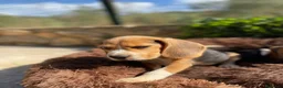 Beagle perros en venta: Cachorros Beagle disponibles para visitas 🏡🐶 - Anuncio 6