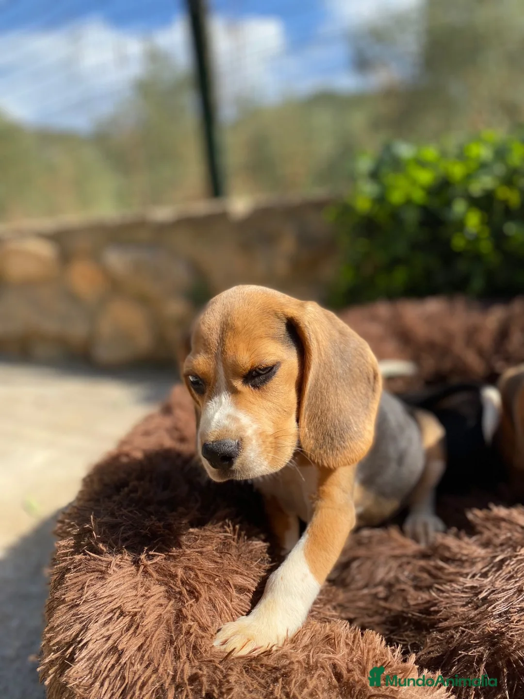 Beagle perros en venta: Cachorros Beagle disponibles para visitas 🏡🐶 - Anuncio 6