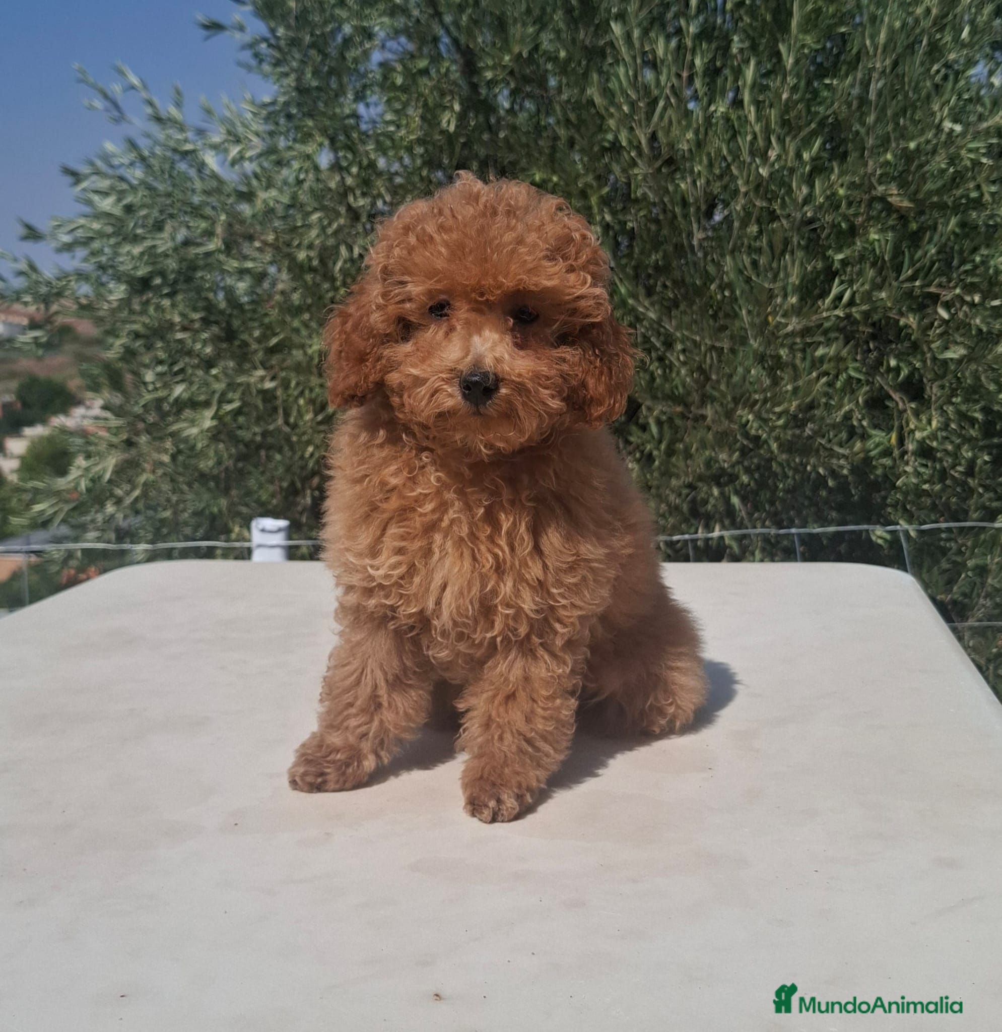 Caniche Toy perros Caniche toy macho - Anuncio 1