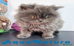 Persa gatos en venta: Persa Macho 9000 - AQUANATURA en Barcelona - Imagen 3