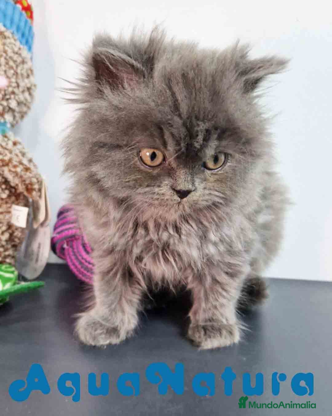 Persa gatos en venta: Persa Macho 9000 - AQUANATURA en Barcelona - Imagen 3