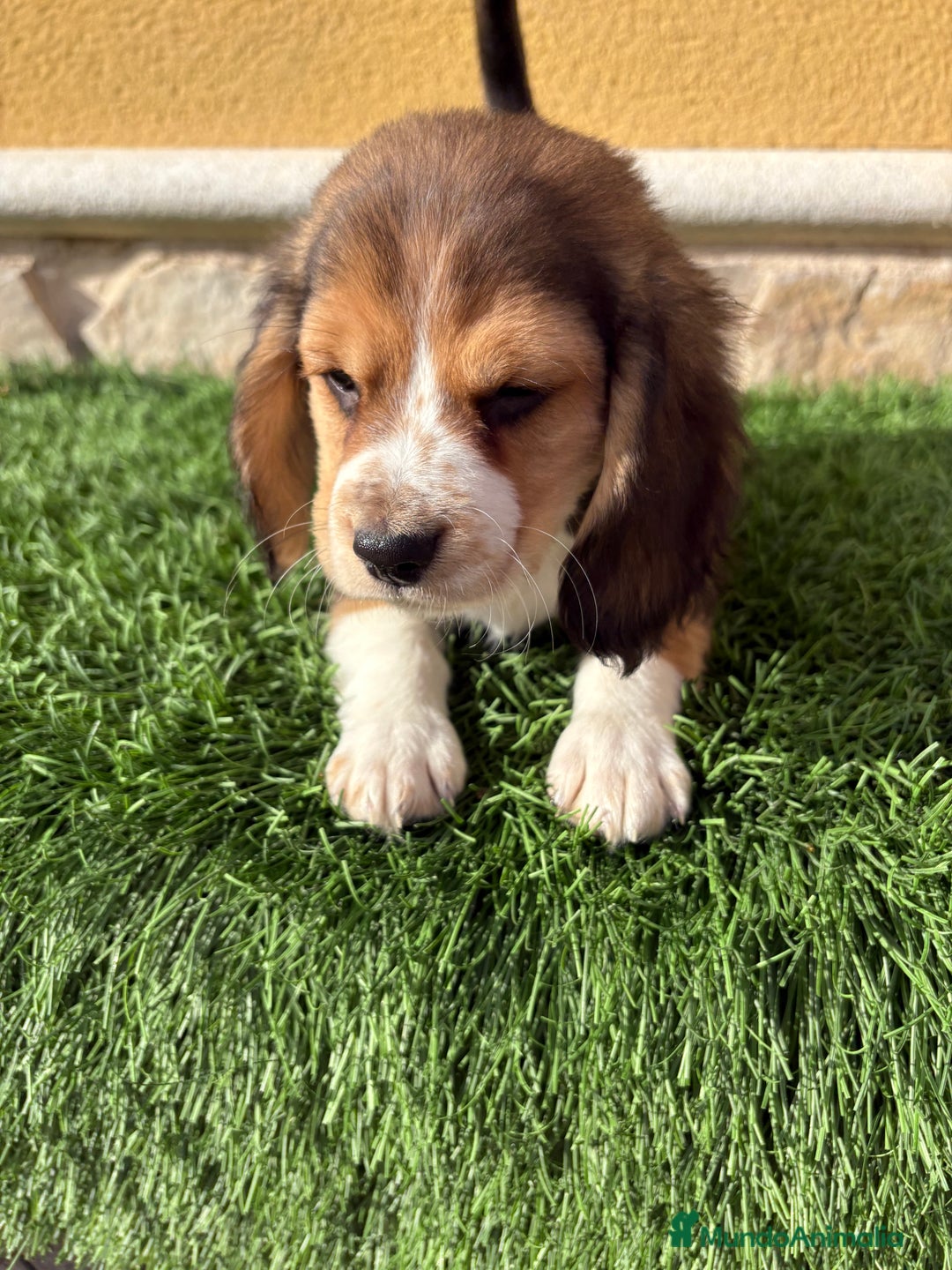 Beagle perros en venta: Espectacular cachorro de Beagle - Anuncio 27