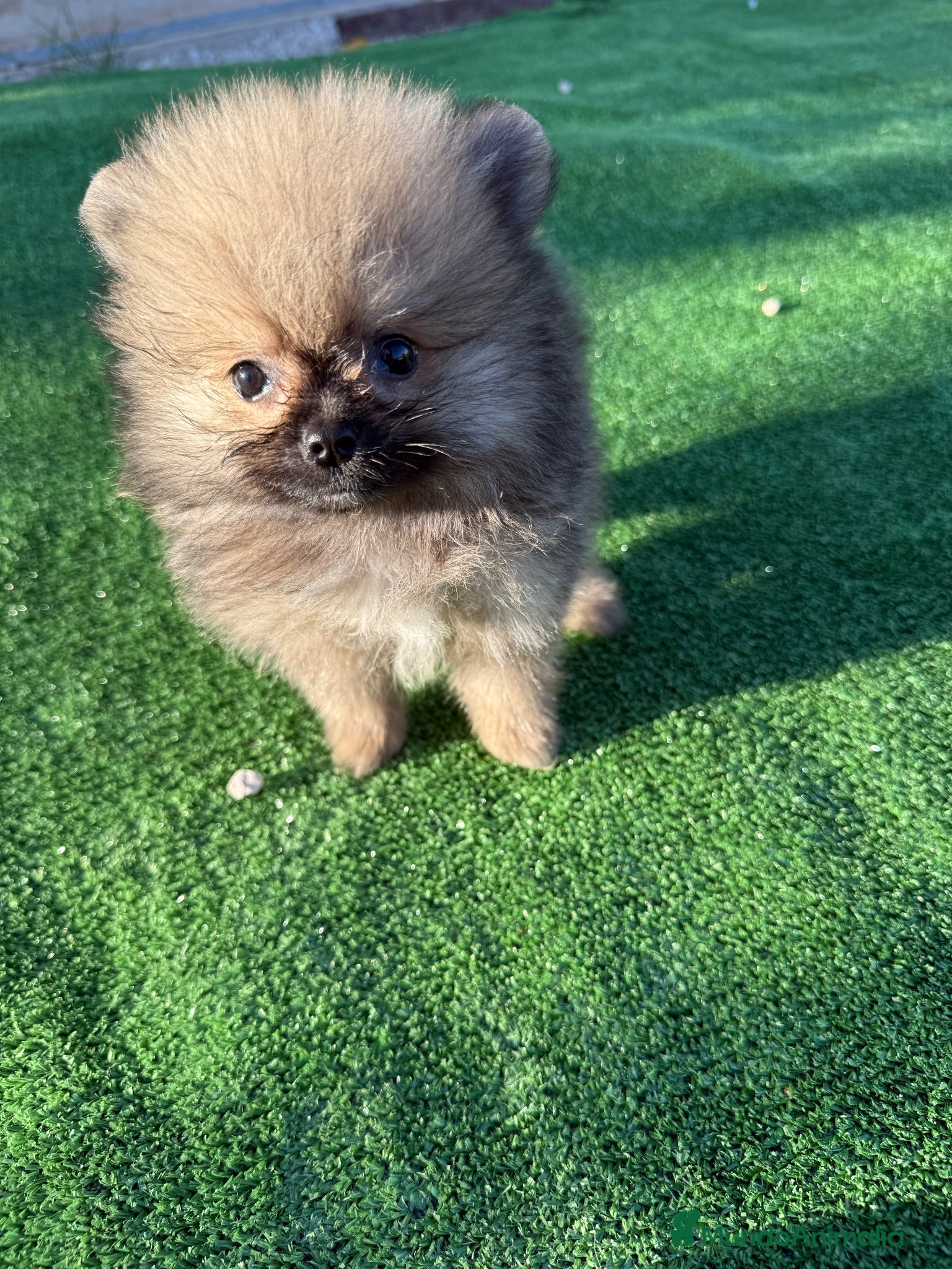 Pomerania perros Cachorritos Pomerania  - Anuncio 2