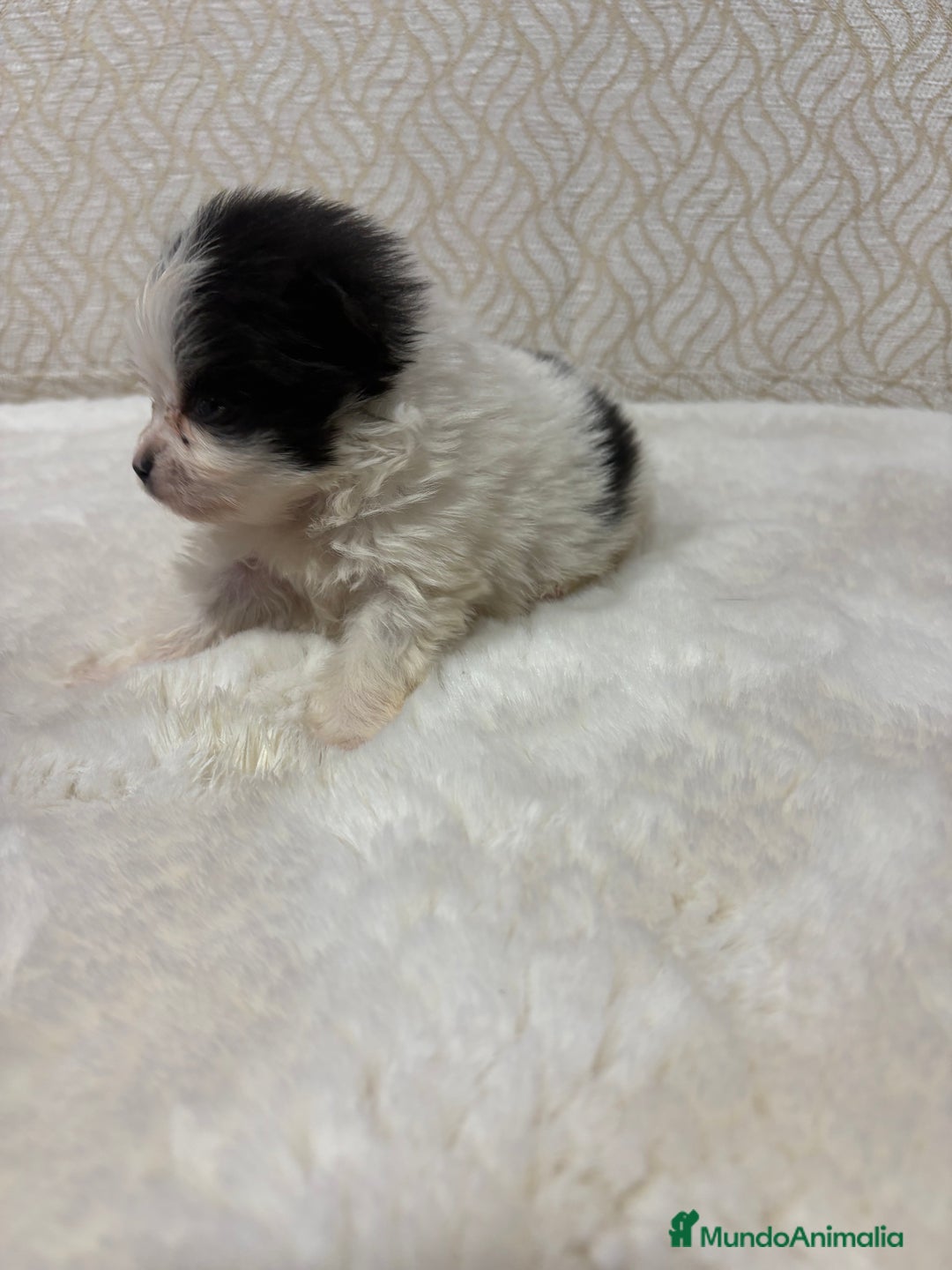 Pomerania perros en venta: Lulu Pomerania macho mini Toy color party - Anuncio 10