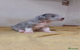 Dogo Alemán perros en venta: Gran Danés  - Imagen 1