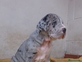 Dogo Alemán perros - Anuncio 28
