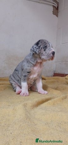 Dogo Alemán perros - Anuncio 2