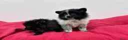 Pomerania perros en venta: Pomerania mini - Anuncio 1