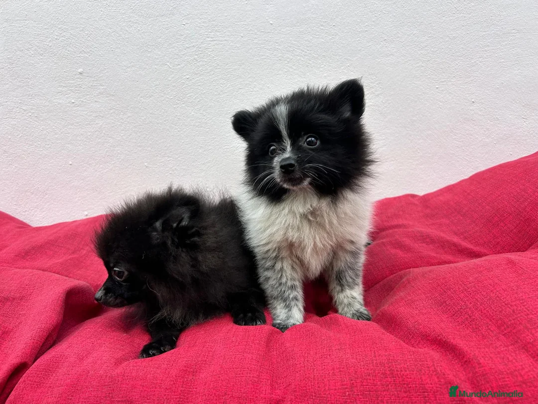 Pomerania perros en venta: Pomerania mini - Anuncio 1