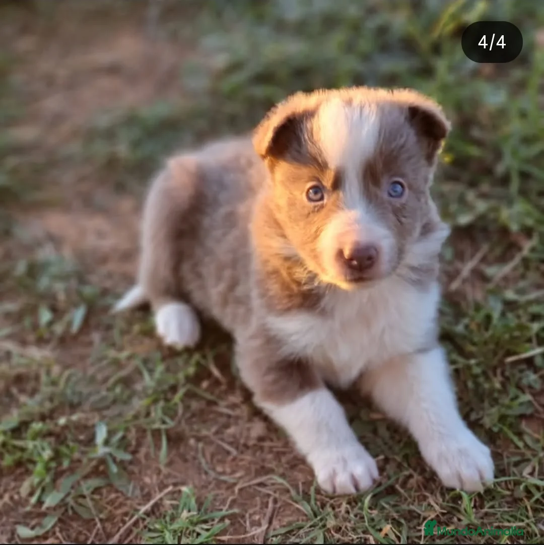 Border Collie perros en venta: Cachorros border collie - Anuncio 2
