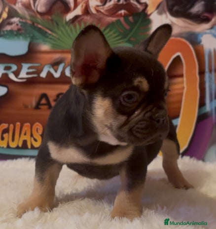 Bulldog Francés perros en Madrid - Anuncio 20
