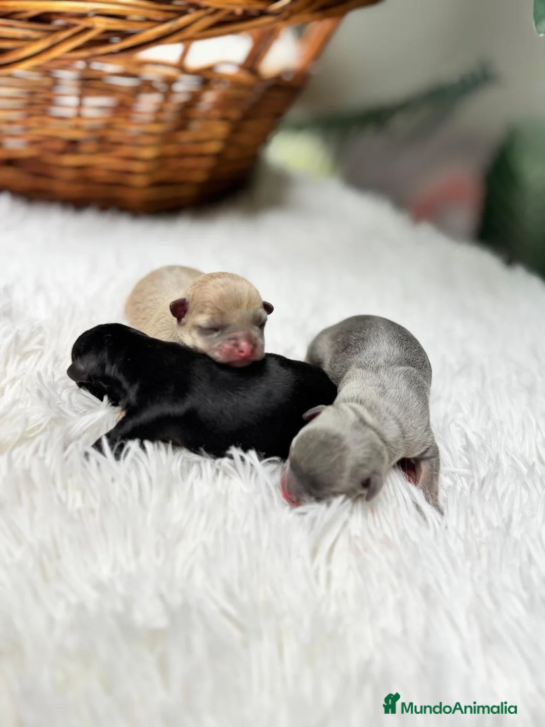 Chihuahua perros en venta: CHIHUAHUA HEMBRAS - Anuncio 2