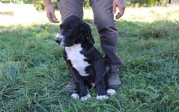 Dogo Alemán perros en venta: Dogo alemán/ gran danés disponibles - Imagen 10